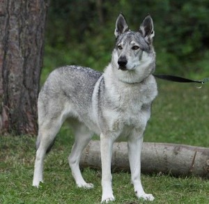 Czechoslovakian Wolf Dogs For Sale In The U S Czechoslovakian Wolf Dogs For Sale In The U S